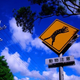 Image for article titled Watch Out for Cats!